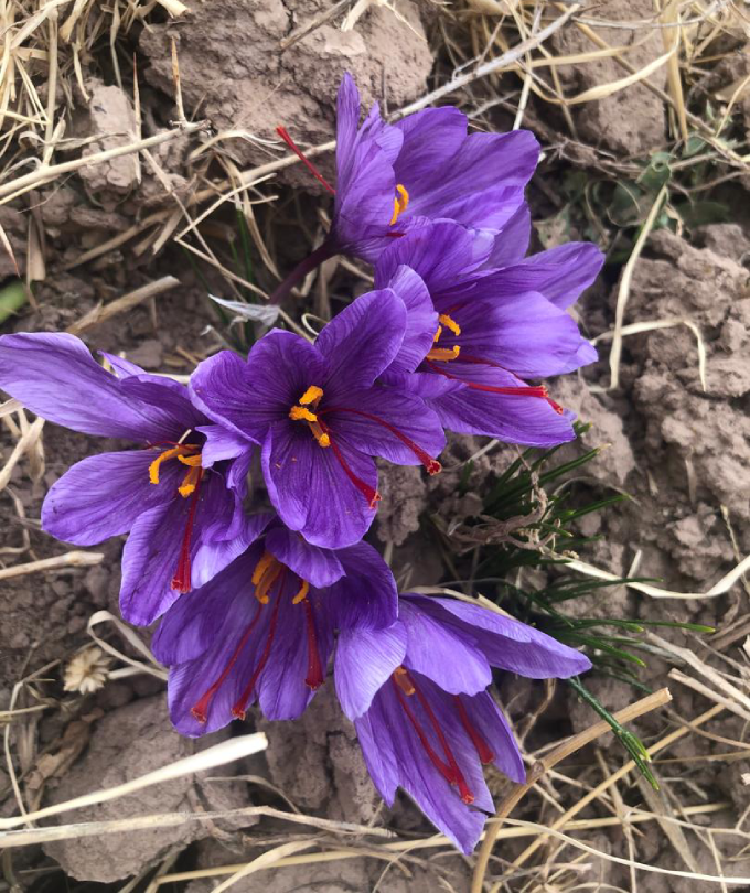 2 gm Award Winner Refill Package